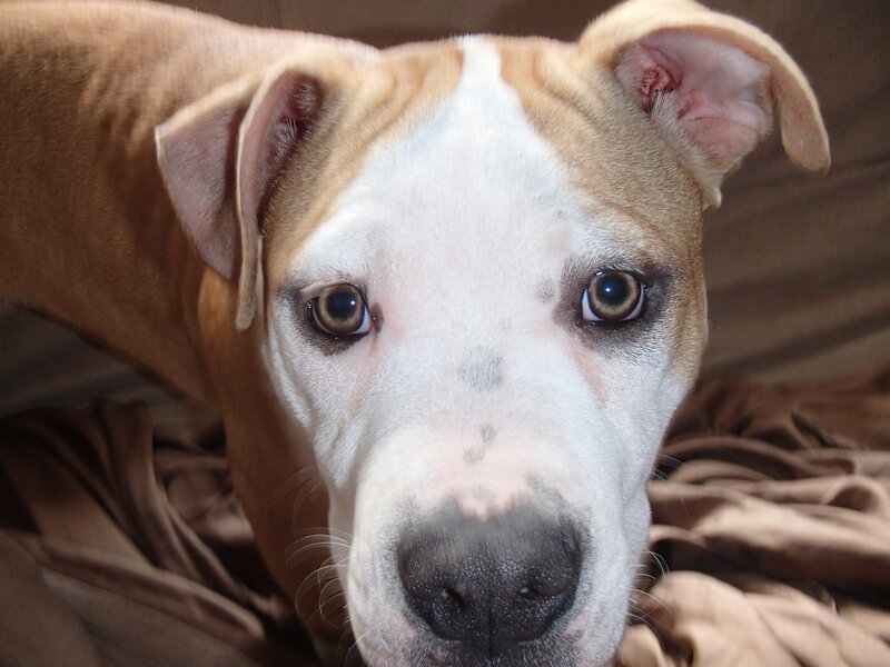 Brown and White Pitbull Puppy — Calm