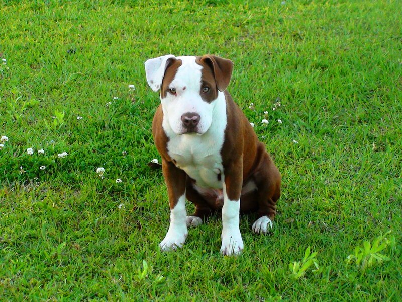 Brown and White Pitbull Puppy — Green