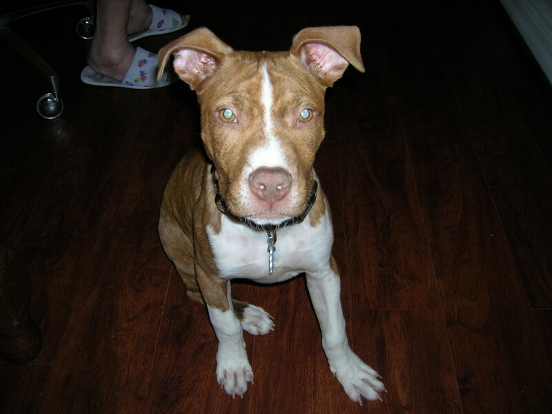 brown and white pitbull puppy