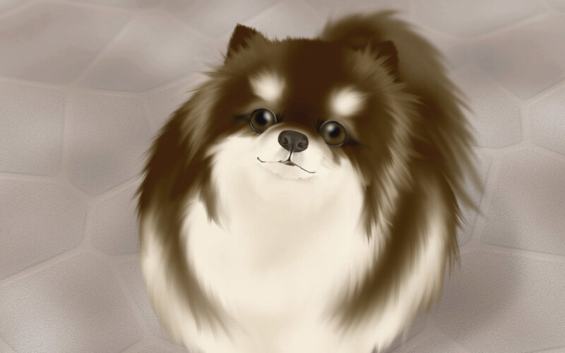 Brown and White Pomeranian