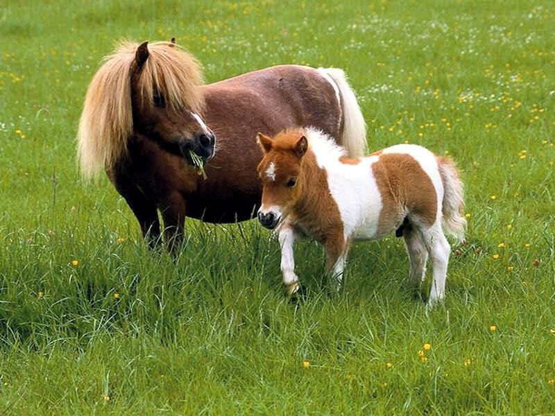 Brown and White Ponies