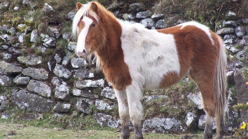 Brown and White Pony — Calm, Afternoon