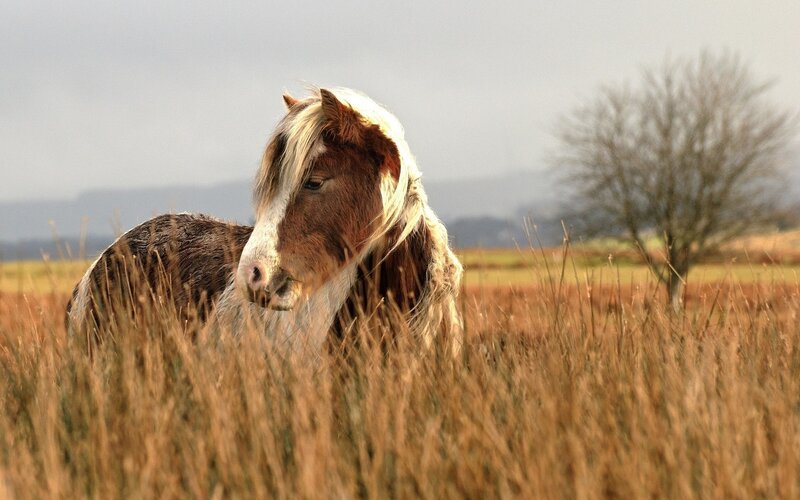 Brown and White Pony — Calm, Autumn