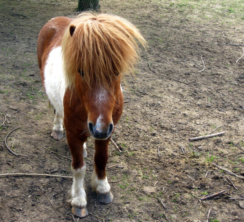 Brown and White Pony — Calm, Photograph