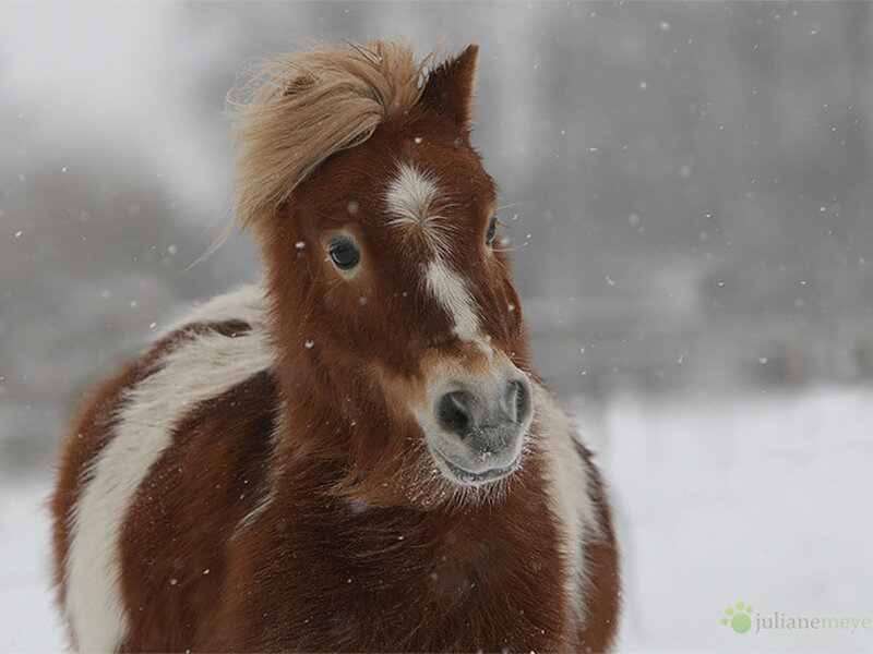 Brown and White Pony — Calm