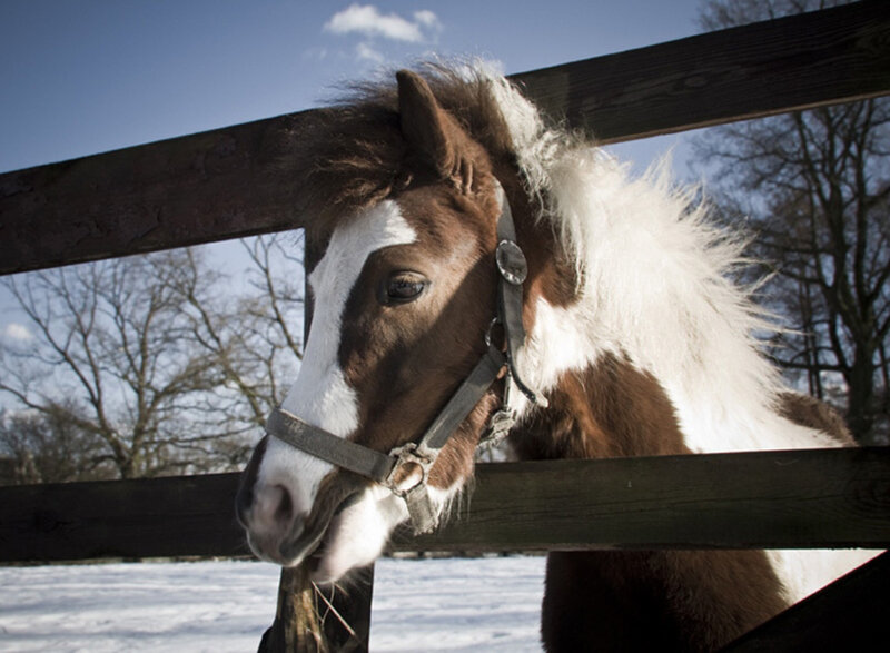 Brown and White Pony — Calm, Winter