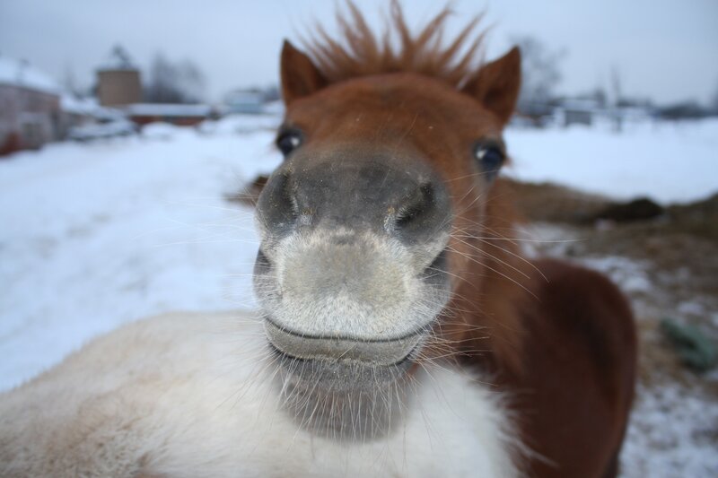 Brown and White Pony — Curious
