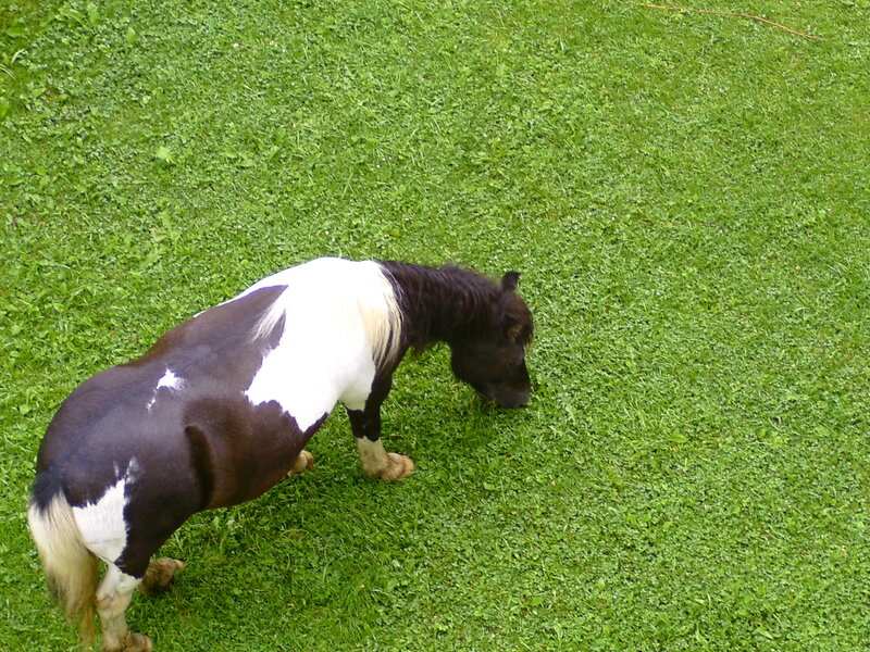 Brown and White Pony