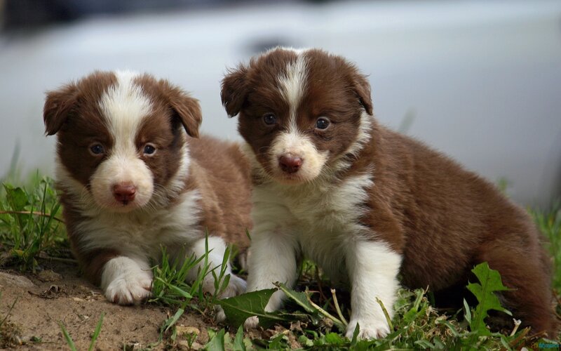 Brown and White Puppies — Calm