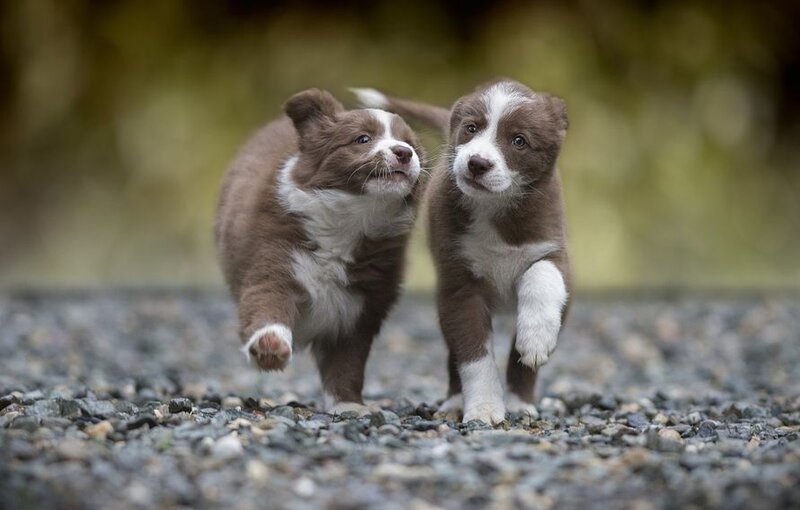 Brown and White Puppies — Playful