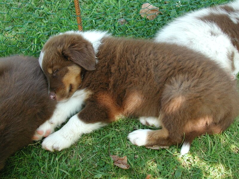 Brown and White Puppies