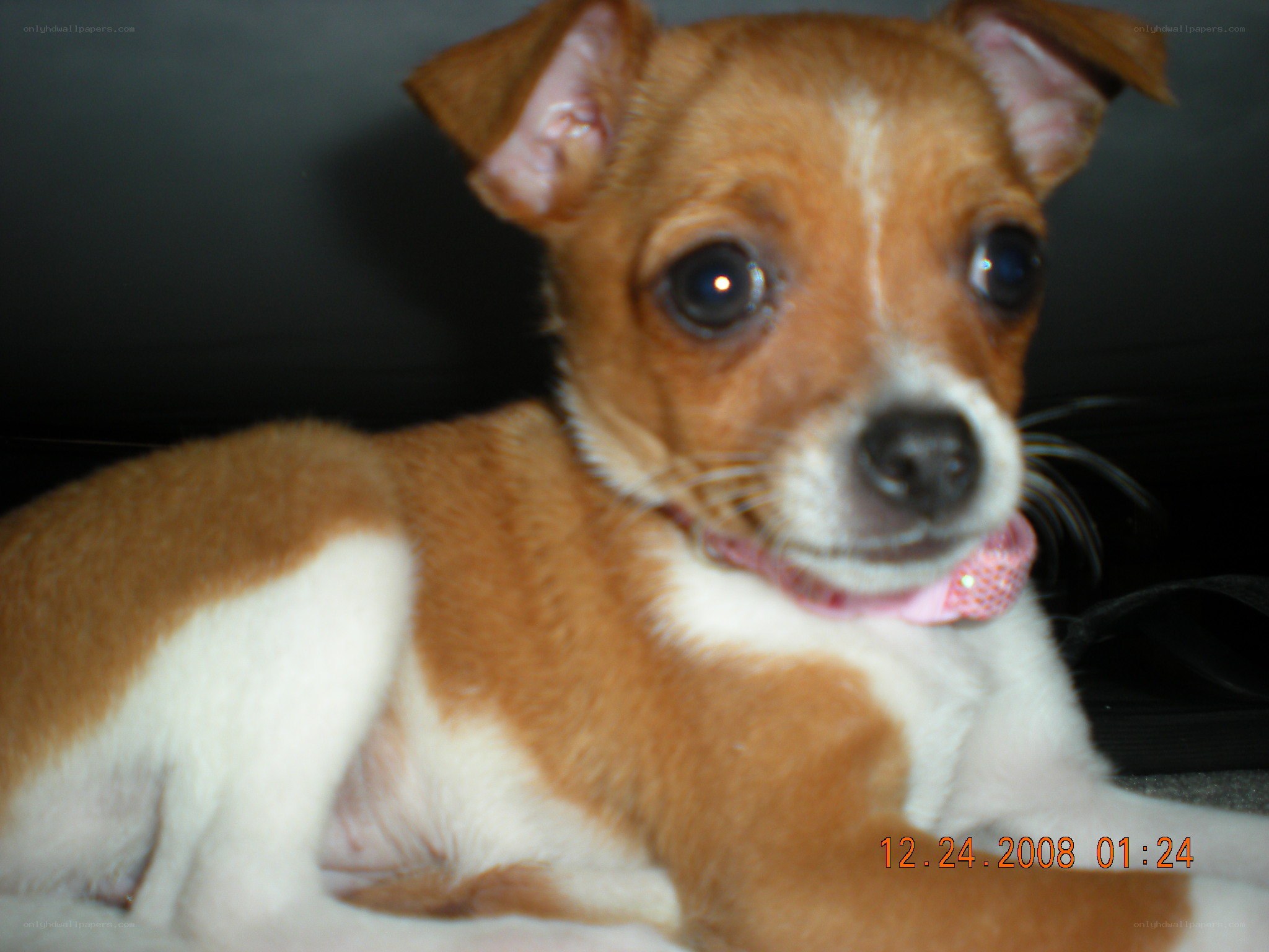 brown and white puppy