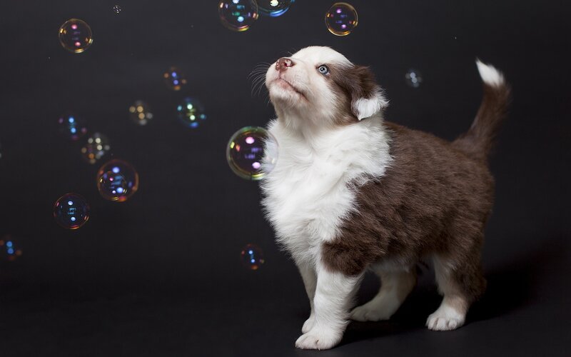 Brown and White Puppy — Black, Playful