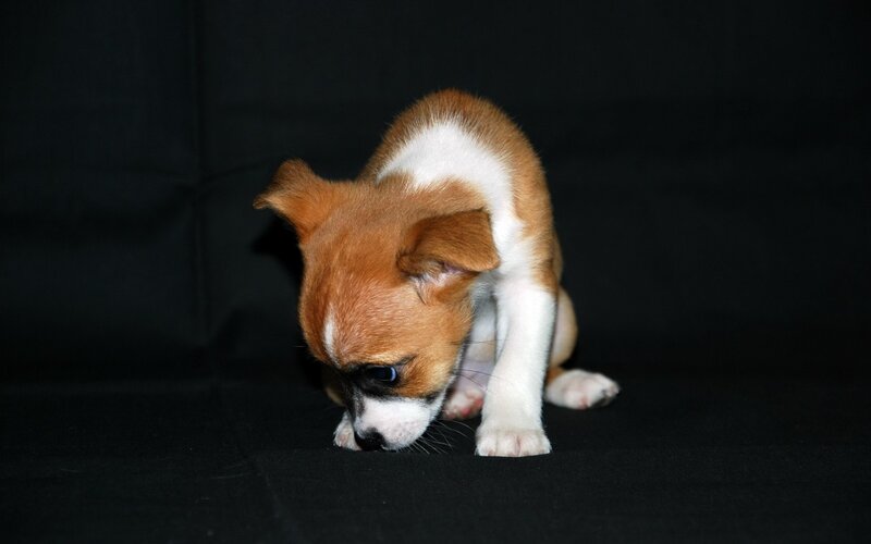 Brown and White Puppy — Black