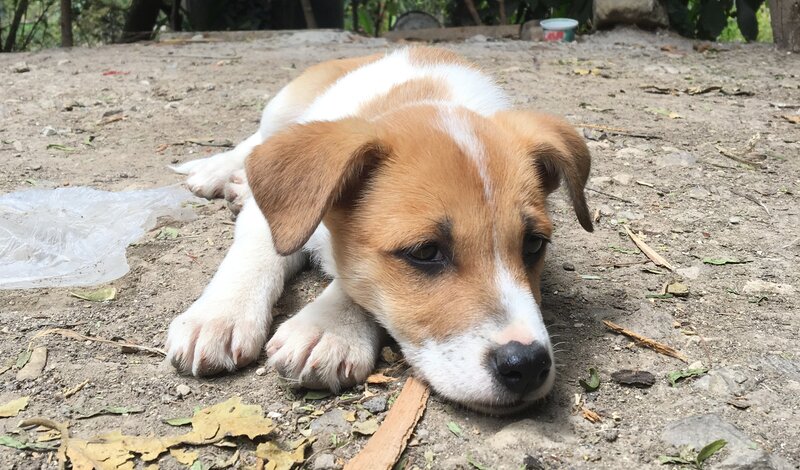 Brown and White Puppy — Calm, Afternoon, Photograph, Dirt Ground