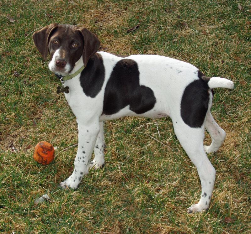 Brown and White Puppy — Calm, Afternoon, Photograph, Grass