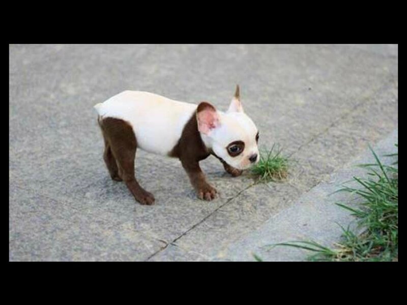 Brown and White Puppy — Calm, Afternoon, Photograph, Pavement
