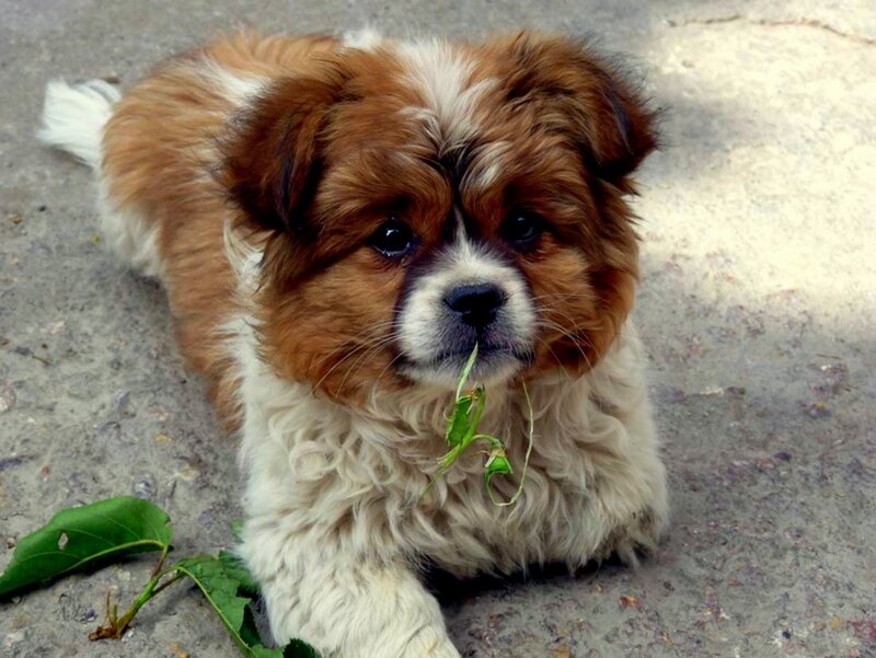 Brown and White Puppy — Calm, Afternoon
