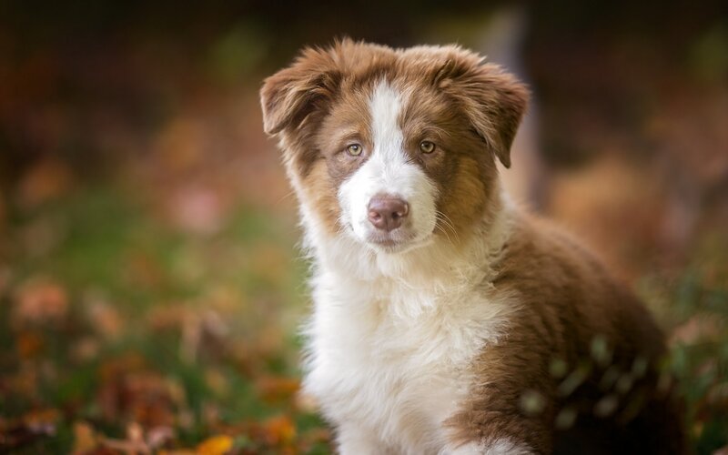 Brown and White Puppy — Calm, Autumn, Photograph, Grass
