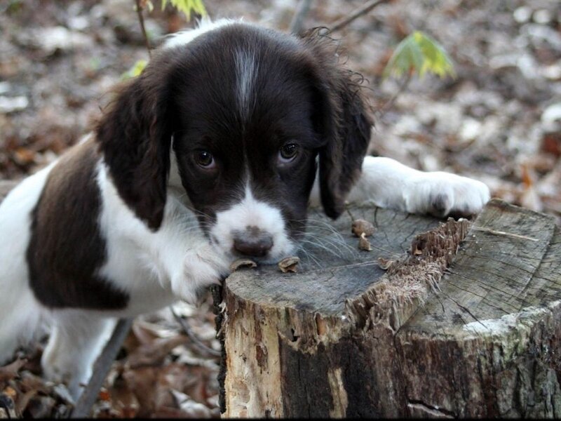Brown and White Puppy — Calm, Autumn, Photograph, Tree Stump