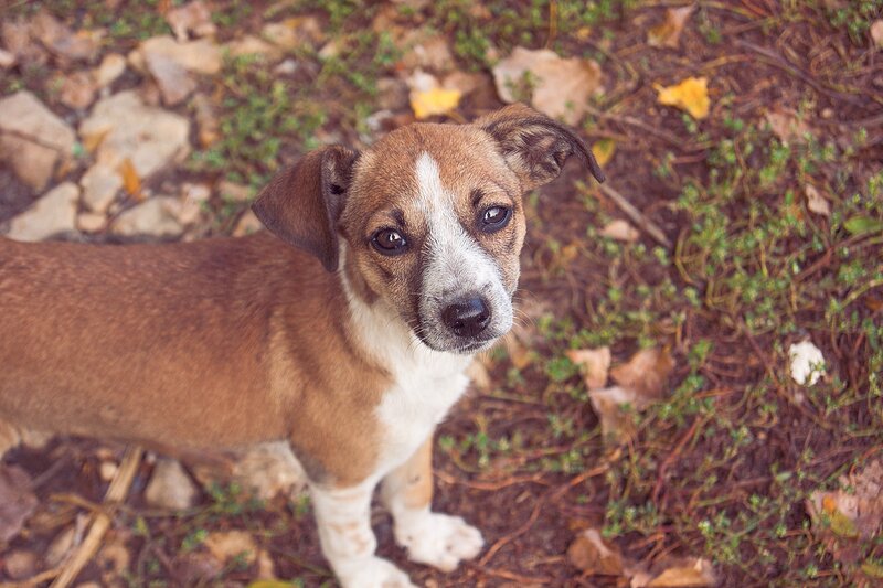 Brown and White Puppy — Calm, Autumn