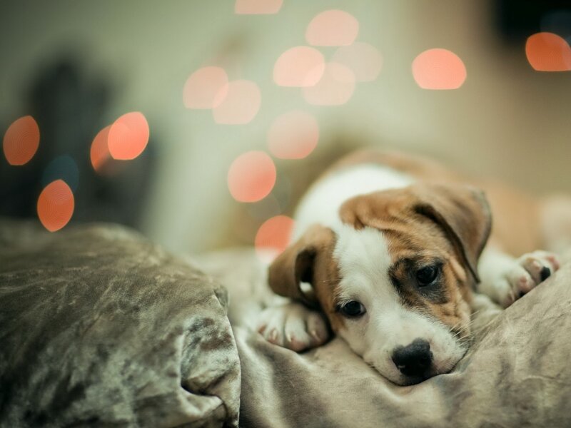 Brown and White Puppy — Calm, Night, Photograph, Pillow