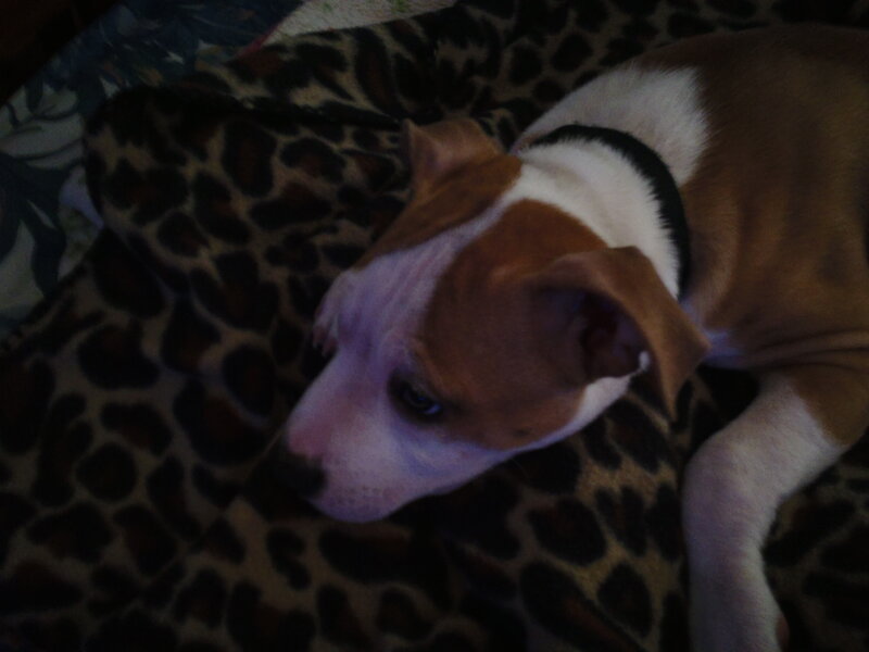 Brown and White Puppy — Calm, Night, Photograph