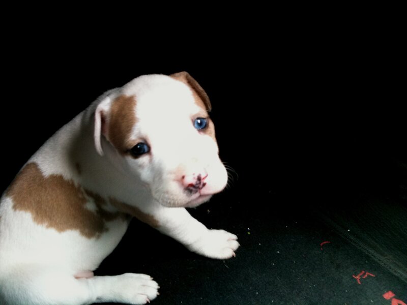 Brown and White Puppy — Calm, Photograph, Black Background