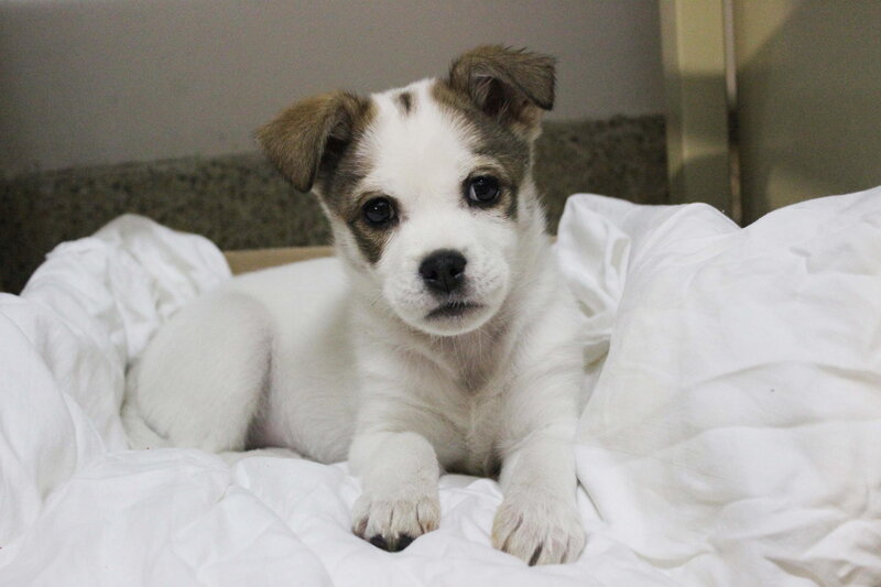 Brown and White Puppy — Calm, Photograph, Blanket