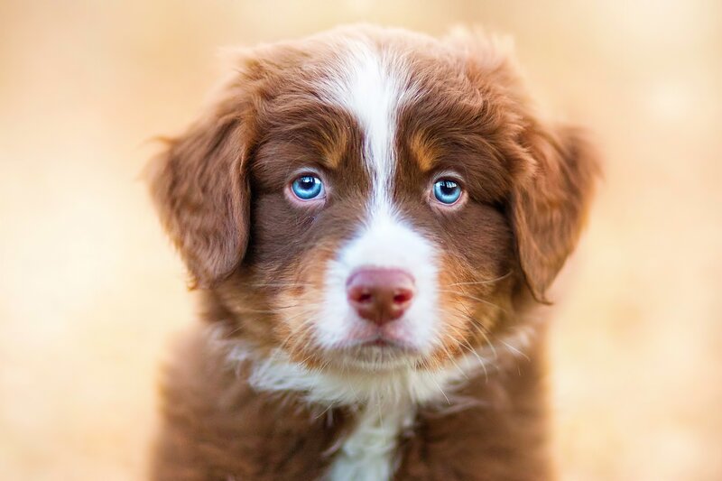 Brown and White Puppy — Calm, Photograph, Blue Eyes