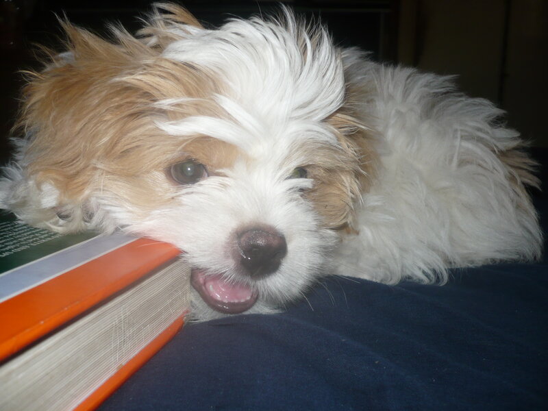 Brown and White Puppy — Calm, Photograph, Book