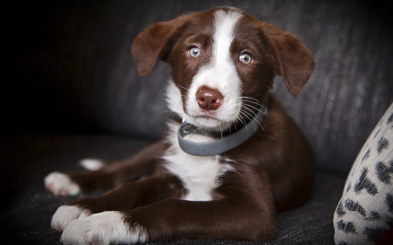 Brown and White Puppy — Calm, Photograph, Collar, Couch