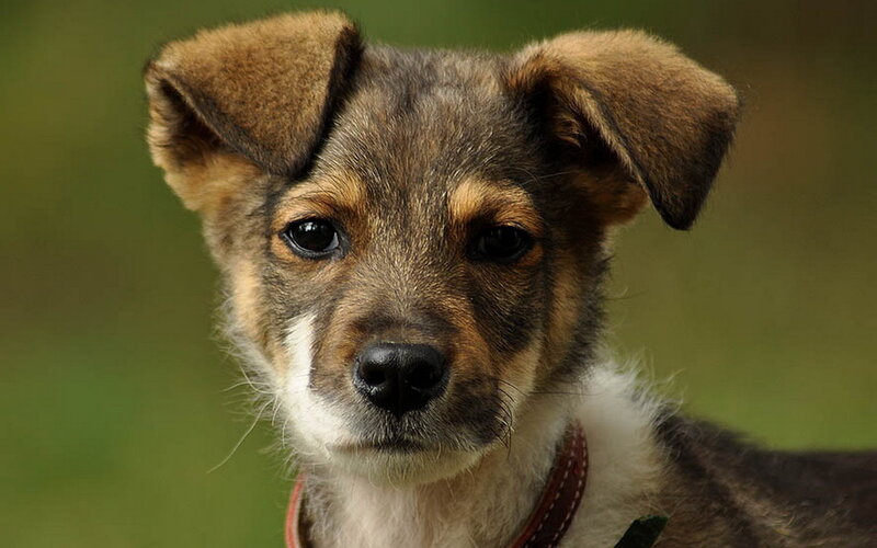 Brown and White Puppy — Calm, Photograph, Collar
