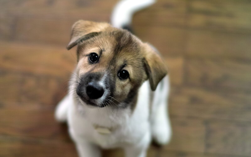 Brown and White Puppy — Calm, Photograph, Floor