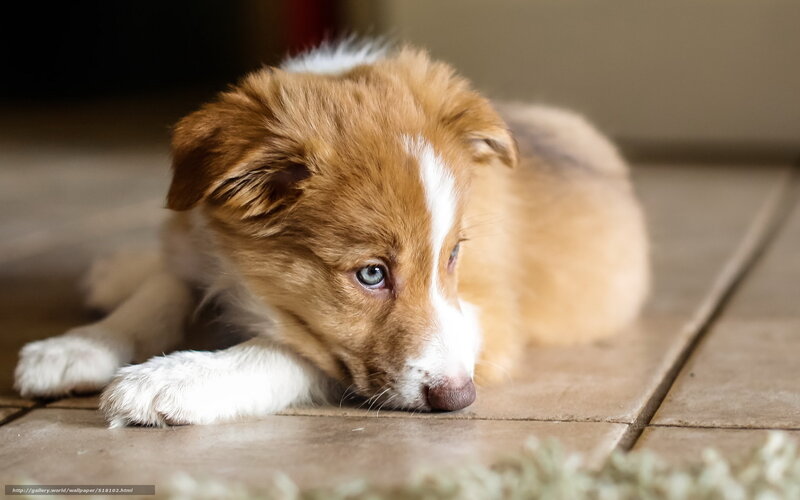 Brown and White Puppy — Calm, Photograph, Floor, Tiled Floor