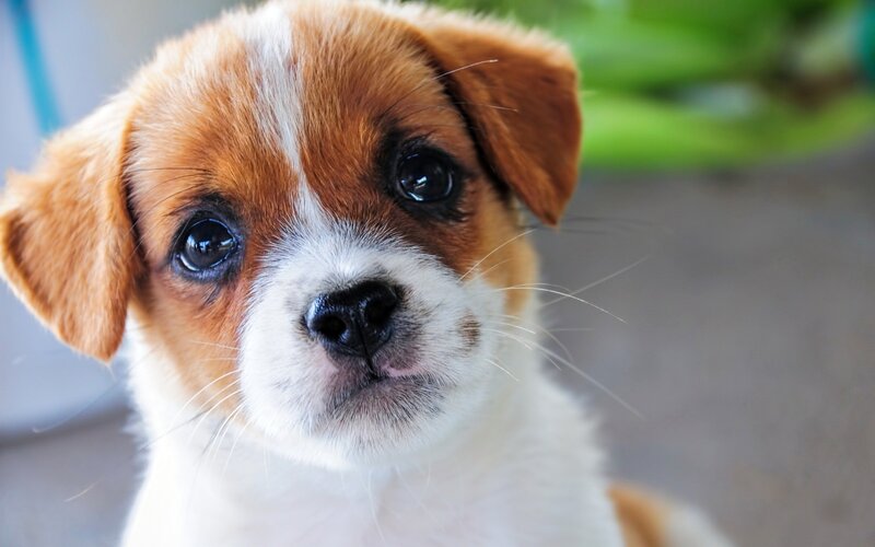 Brown and White Puppy — Calm, Photograph, Green Plant