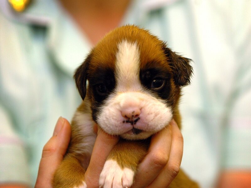 Brown and White Puppy — Calm, Photograph, Hands