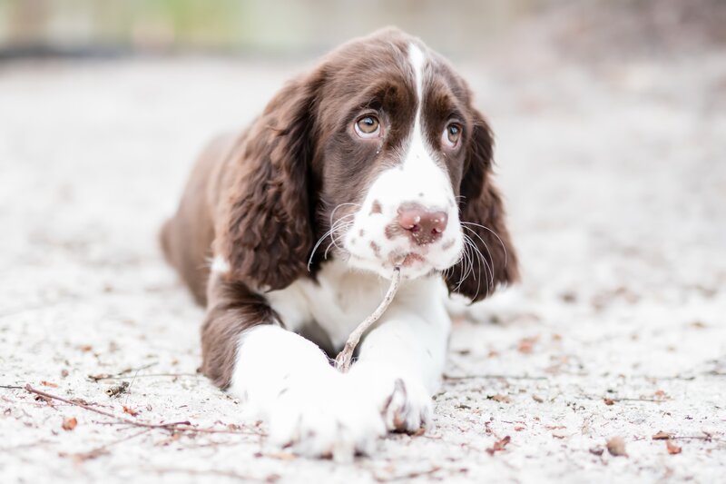 Brown and White Puppy — Calm, Photograph, Stick