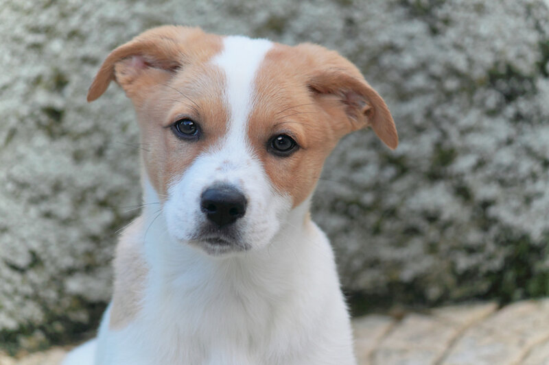 Brown and White Puppy — Calm, Photograph, Stone Wall