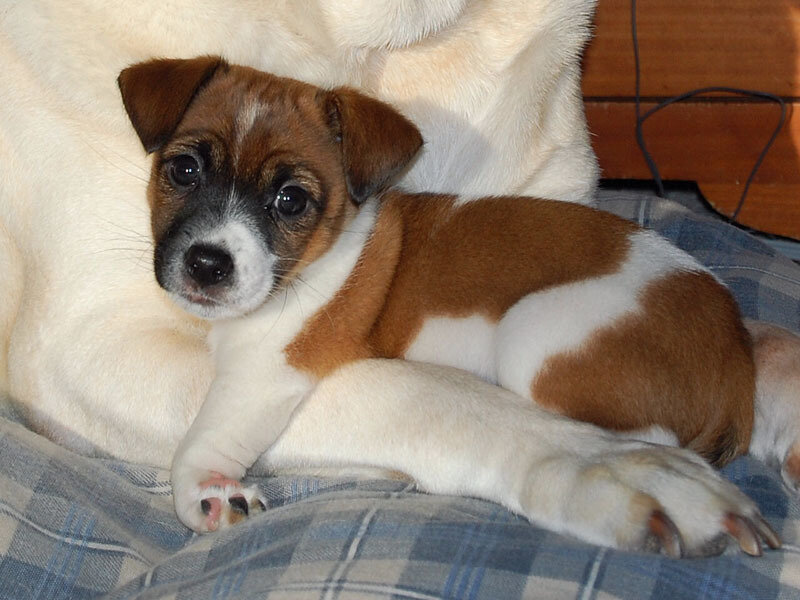 Brown and White Puppy — Calm, Photograph