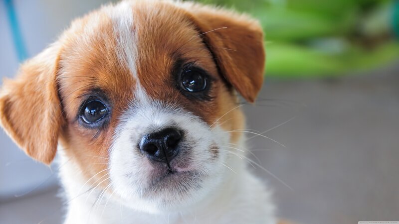 Brown and White Puppy — Calm, Photograph, Whiskers, Green Plant