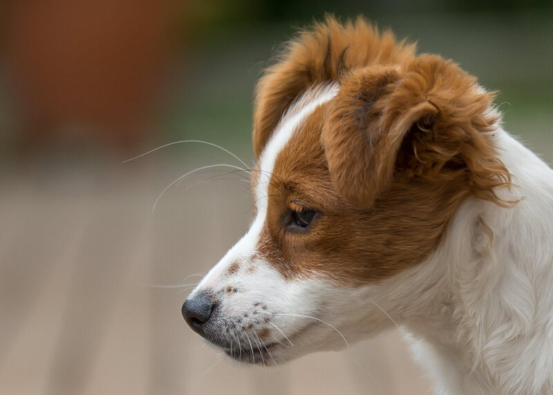 Brown and White Puppy — Calm, Photograph, Whiskers