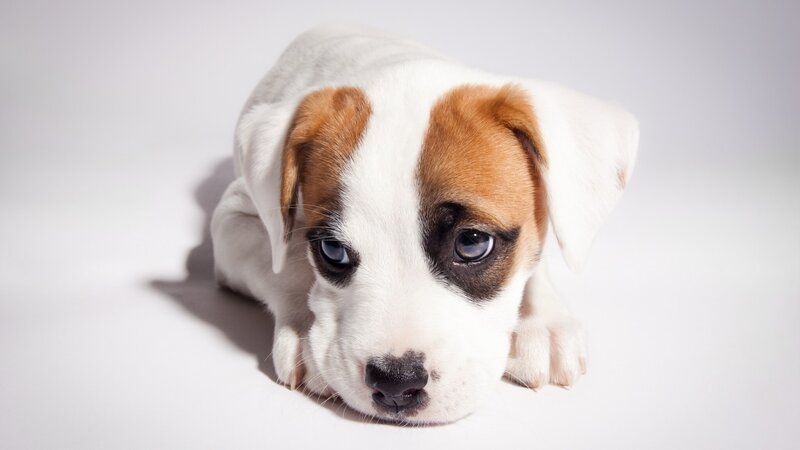 Brown and White Puppy — Calm, Photograph, White Background