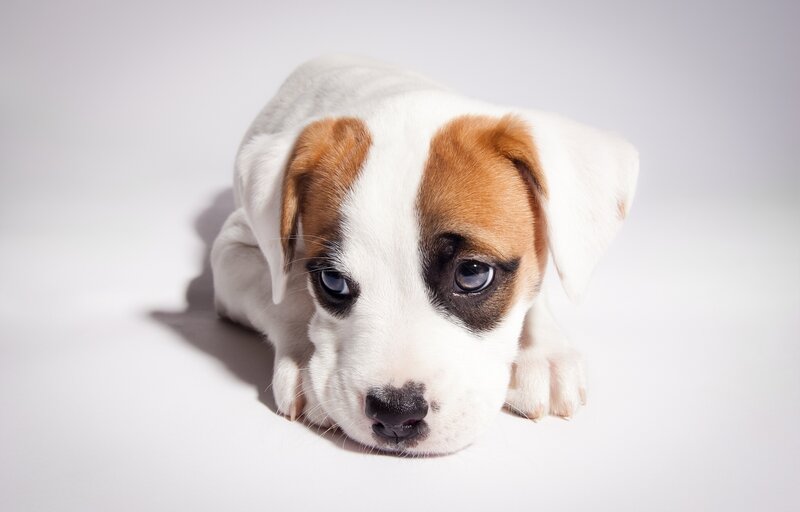 Brown and White Puppy — Calm, Photograph, White Surface