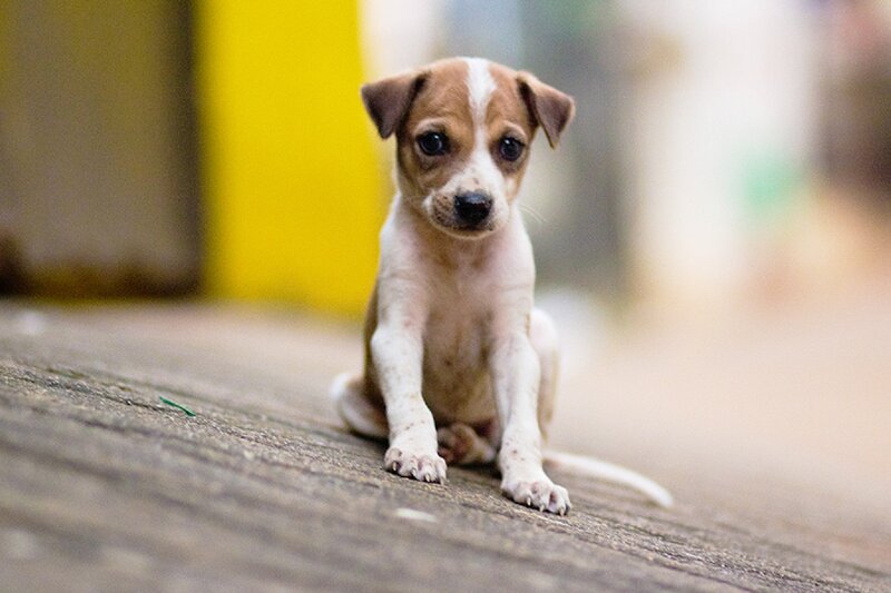 Brown and White Puppy — Calm, Photograph, Wooden Surface