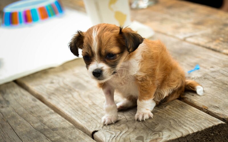 Brown and White Puppy — Calm, Photograph, Wooden Table