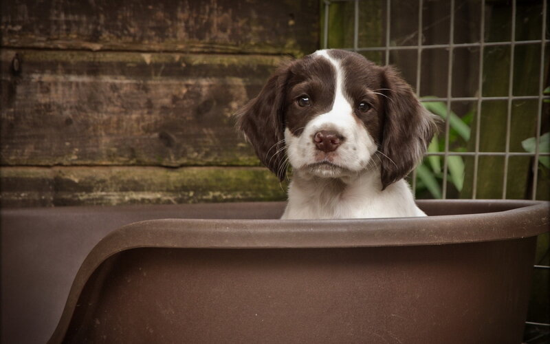 Brown and White Puppy — Calm, Photograph, Wooden Wall