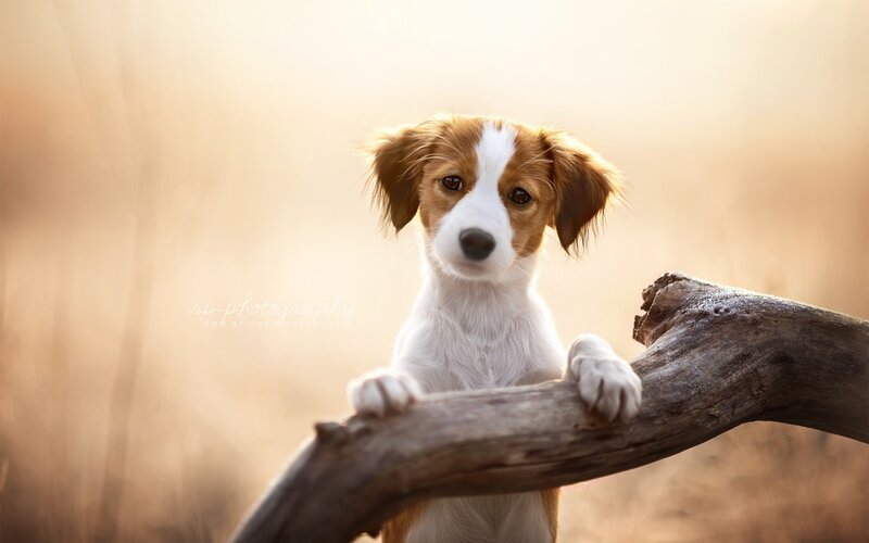 Brown and White Puppy — Calm, Sunset, Photograph