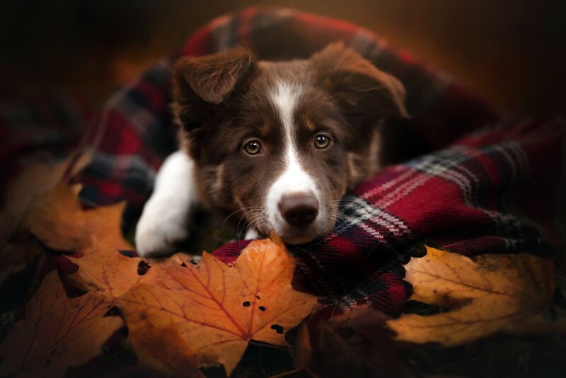 Brown and White Puppy — Cozy