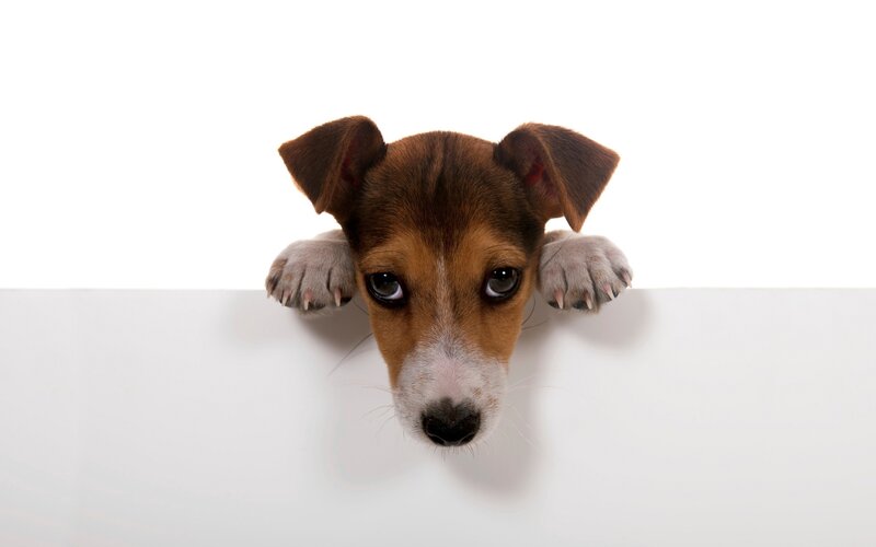 Brown and White Puppy — Curious, Photograph, Paws